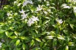 Group Of White Flower In Garden Stock Photo