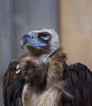 Cinereous Vulture Stock Photo