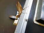 Praying Mantis Displaying On Door Stock Photo