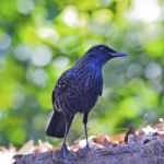 Blue Whistling-thrush Stock Photo