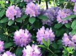 Rhododendron-flowers In The Park Stock Photo