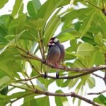 Java Sparrow Stock Photo