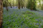 Sussex Bluebells Stock Photo