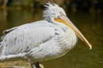 Beautiful Pelican In Zoo Stock Photo