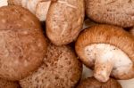 Shiitake Mushrooms Stock Photo