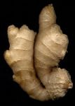 Ginger Root Over Black Stock Photo