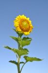 Sunflower Stock Photo