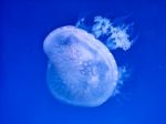 Glowing Jellyfish Under Dark Water Stock Photo