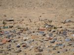 Ringed Plover (charadrius Hiaticula) At Covehithe In Suffolk Stock Photo