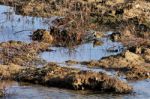 Common Snipe (gallinago Gallinago) Stock Photo