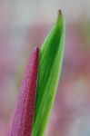 Sprout Of A Eurasian Solomon's Seal Stock Photo