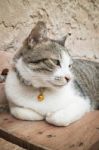 Cat Laying Down Leisure On Wooden Chair Stock Photo