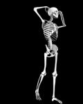 Skeleton Stock Photo