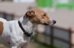 Jack Russell Terrier Dog Stock Photo