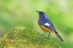 Daurian Redstart Stock Photo