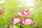 Pink Cosmos With Sun Shining Stock Photo