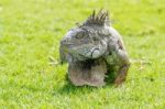 Iguanas At The Iguana Park In Downtown Of Guayaquil, Ecuador Stock Photo