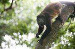 Spider Monkey Stock Photo