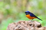 Rufous-bellied Niltava Bird Stock Photo