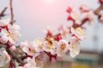 Cherry Blossom With Soft Focus, Sakura Season Background Stock Photo