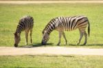 Zebra In The Field Stock Photo