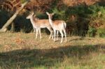 Fallow Deer In The Countryside Stock Photo