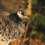 Beautiful Colourful Peacock Outdoors In The Daytime Stock Photo