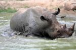 Rhino In The Muddy Water Stock Photo