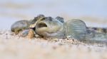 Water Snake Swallows Fish Stock Photo