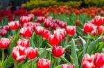 Red Tulips In The Park Stock Photo