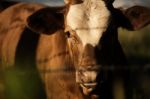 Australian Cow Stock Photo