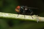 Fly Sit On Green Stick Stock Photo