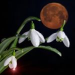 Bunch Of Snowdrop Flowers And Giant Bloody Moon Stock Photo