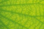 Detailed Lotus Leaf In Close Up For Background, Texture Stock Photo