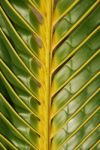 Vibrant Coconut Palm Tree Detail/background Stock Photo