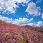 Colorful Hill Slope Covered By Violet Heather Flowers Stock Photo