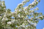 The Blooming Of Apple Trees Stock Photo