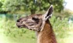 Background With A Llama Looking Aside In A Field Stock Photo