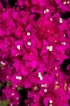 Close-up Of A Bougainvillea (bougainvillea Glabra) Plant In Gran Stock Photo