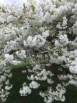 Japanese Blossom Tree Stock Photo