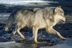 Lone Gray Wolf Stock Photo