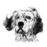 English Setter Stock Photo