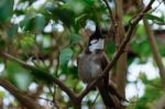 Fuengirola, Andalucia/spain - July 4 : Red-whiskered Bulbul (pyc Stock Photo