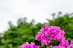 
Bougainvillea Stock Photo