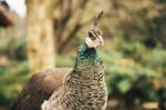 Beautiful Colourful Peacock Outdoors In The Daytime Stock Photo