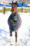 Pony In A Field Of Snow Stock Photo