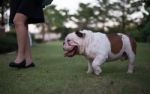 English Bulldog Walking On The Grass With A Woman Stock Photo