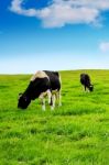 Cows On A Green Field And Blue Sky Stock Photo