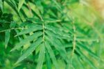 Drip On Bamboo Leaves After Rain Stock Photo