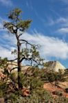 Pine Tree In Zion National Park.jpg Stock Photo